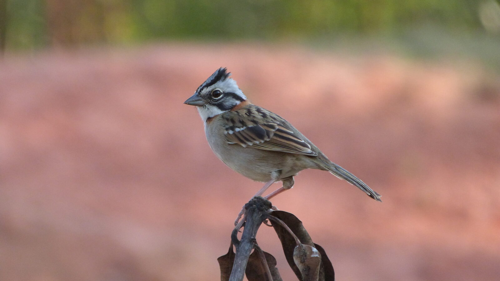 Rufous-collared Sparrow