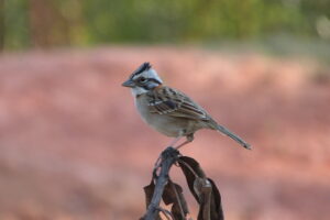 Rufous-collared Sparrow