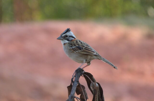Rufous-collared Sparrow