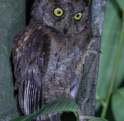 Principe Scops Owl