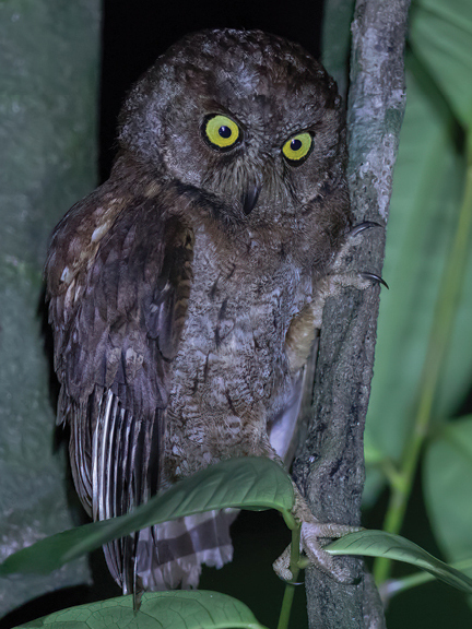 Principe Scops Owl