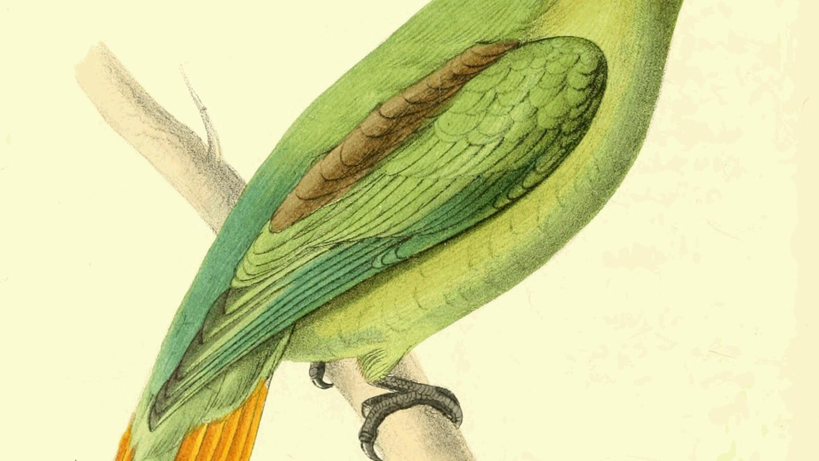 Golden-tailed Parrotlet
