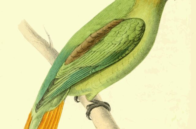 Golden-tailed Parrotlet