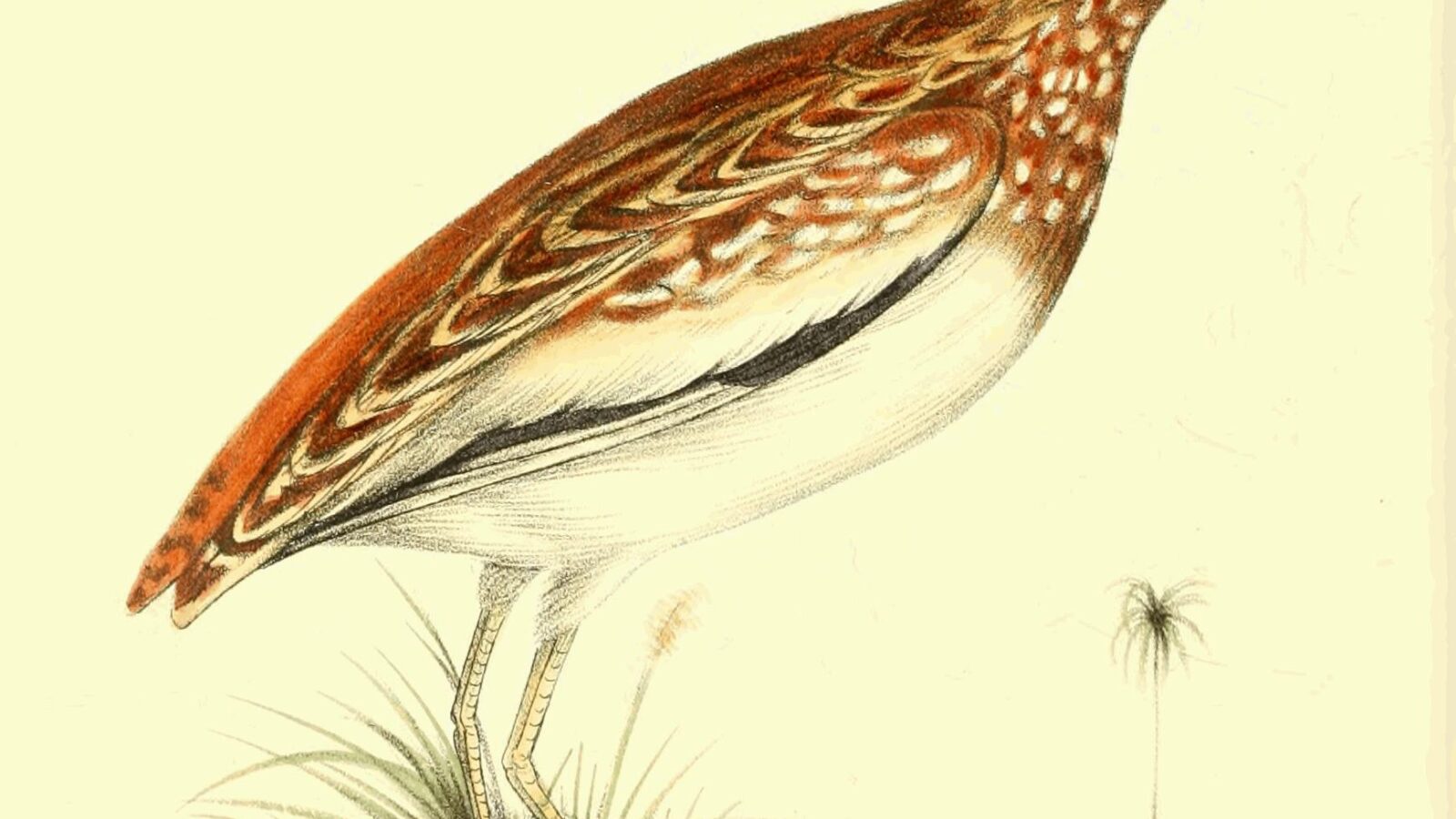 Quail-plover
