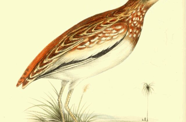 Quail-plover