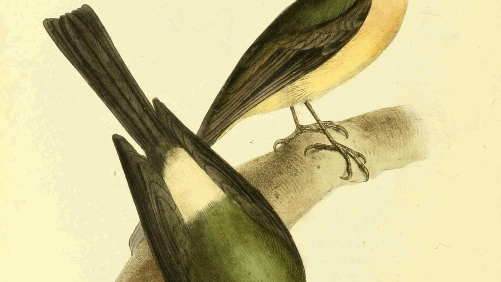 Whiskered Myiobius