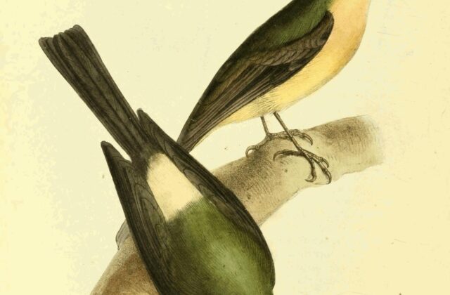 Whiskered Myiobius