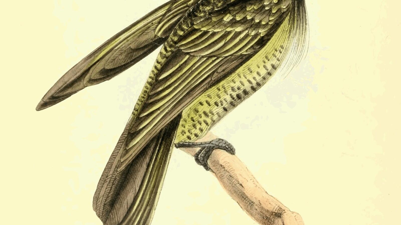 Hairy-breasted Barbet