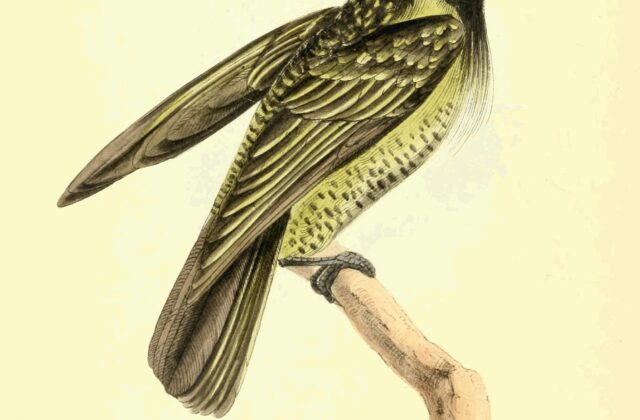 Hairy-breasted Barbet