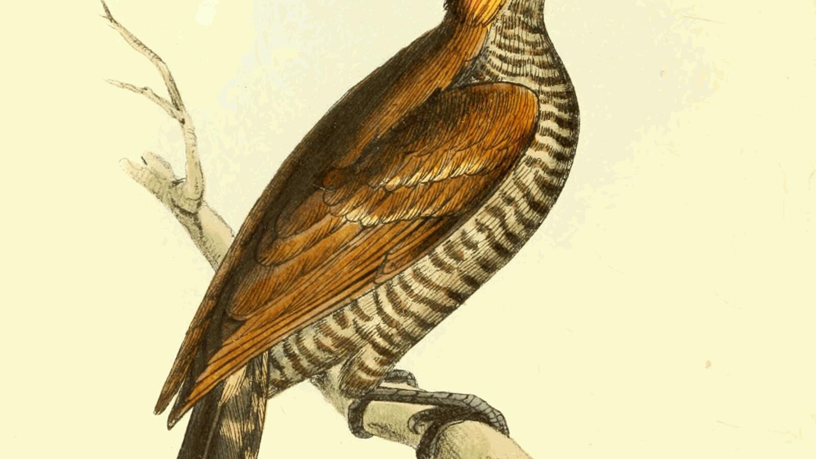 Red-stained Woodpecker