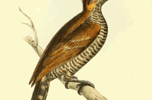 Red-stained Woodpecker