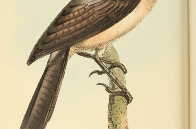 Blackcap Babbler