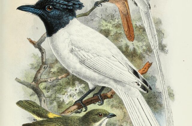 Tenggara Paradise Flycatcher