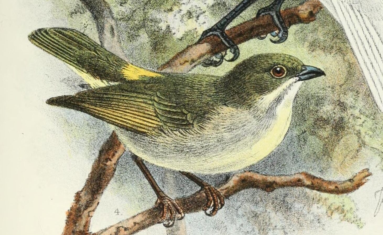 Golden-rumped Flowerpecker