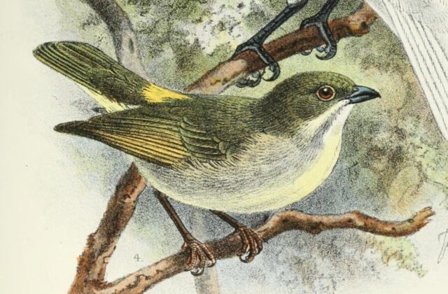 Golden-rumped Flowerpecker