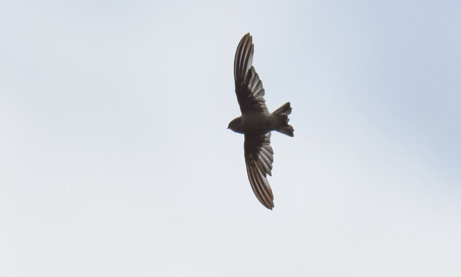 Madagascar Spinetail