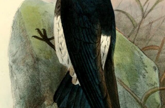 Sao Tome Spinetail