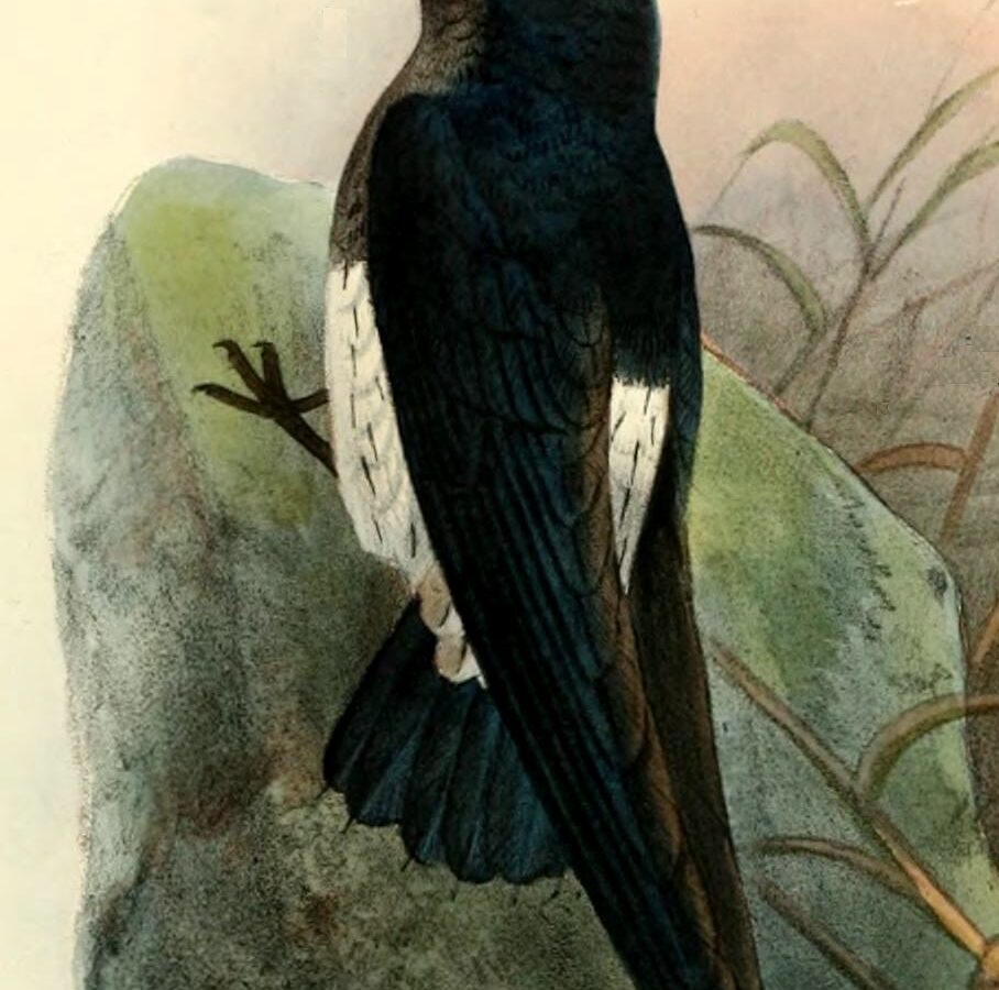 Sao Tome Spinetail