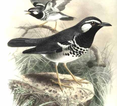 Slaty-backed Thrush