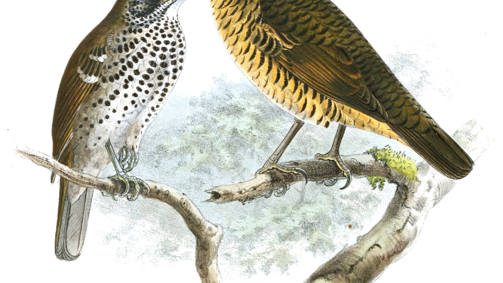 Sri Lanka Thrush
