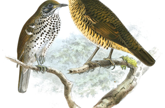 Sri Lanka Thrush