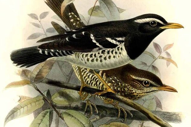 Pied Thrush