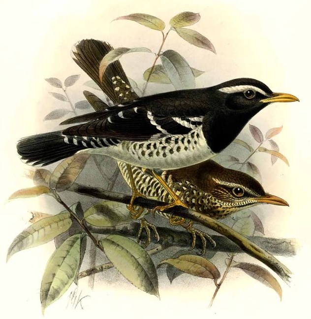 Pied Thrush