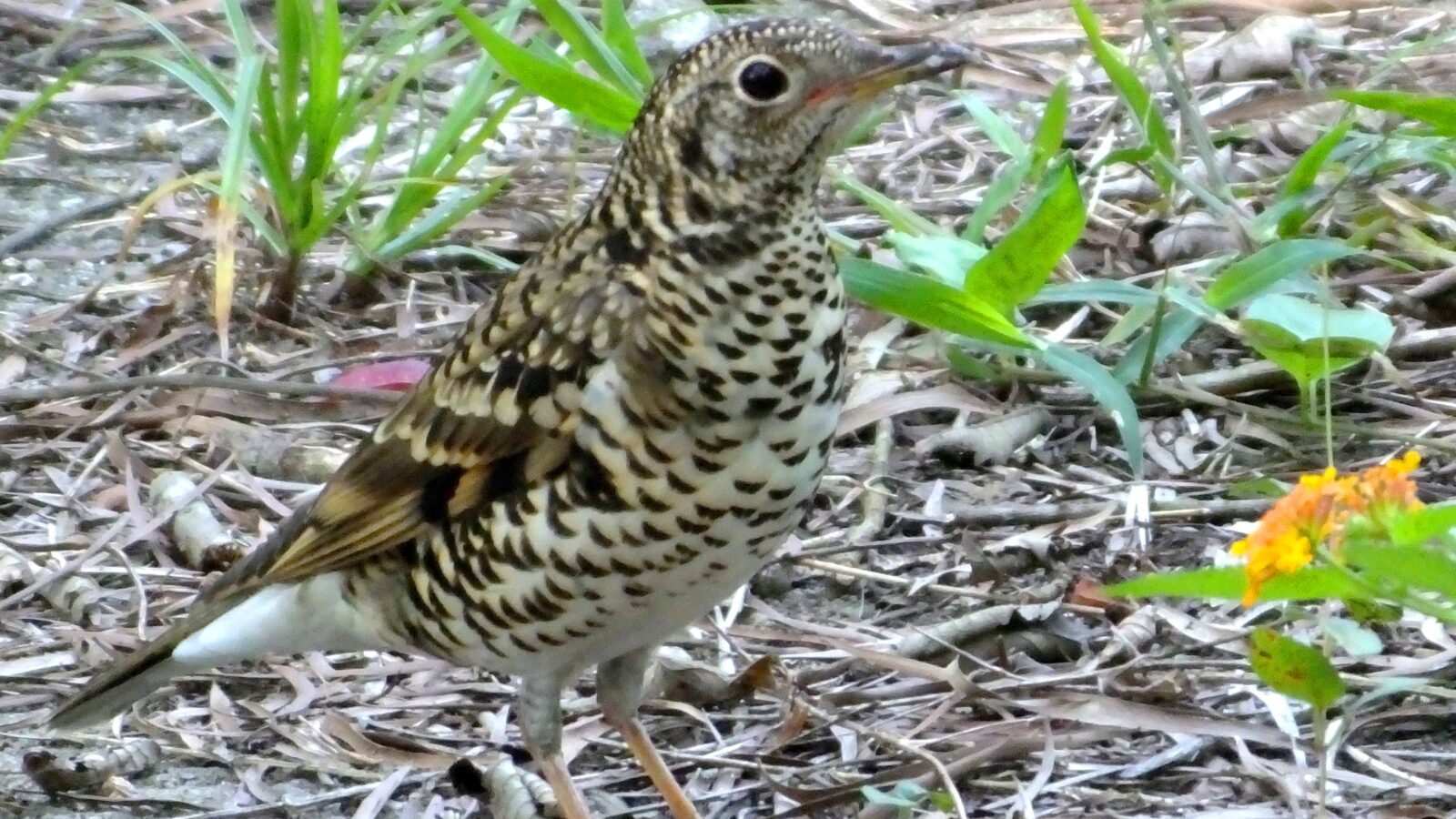 White’s Thrush