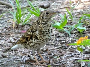 White’s Thrush