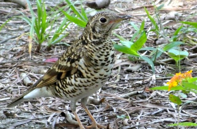 White’s Thrush