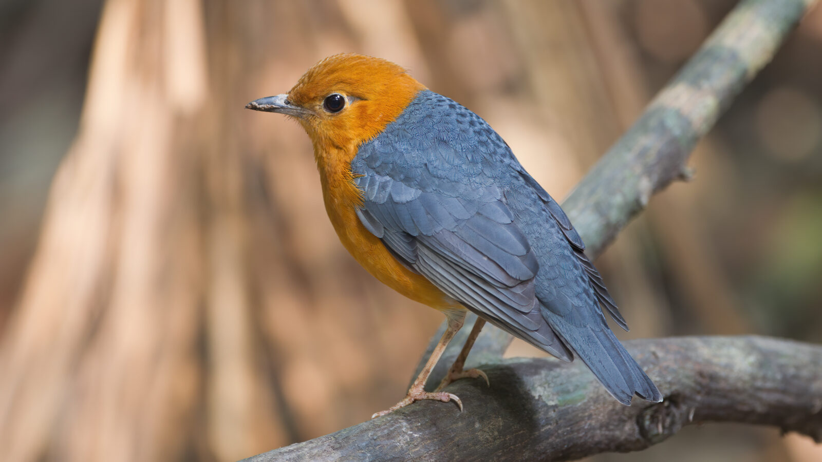 Orange-headed Thrush