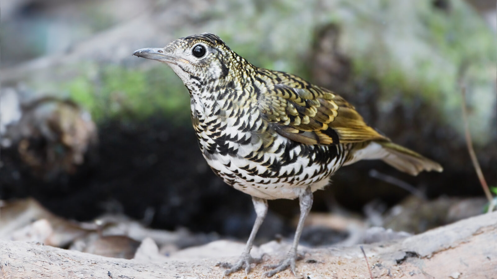 Scaly Thrush