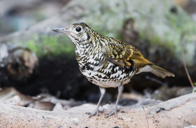 Scaly Thrush