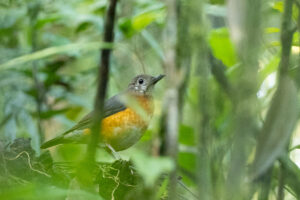 Everett’s Thrush