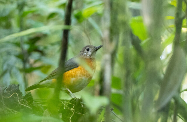 Everett’s Thrush