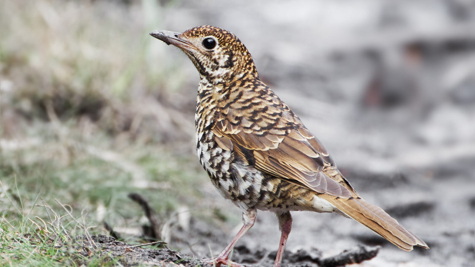 Bassian Thrush