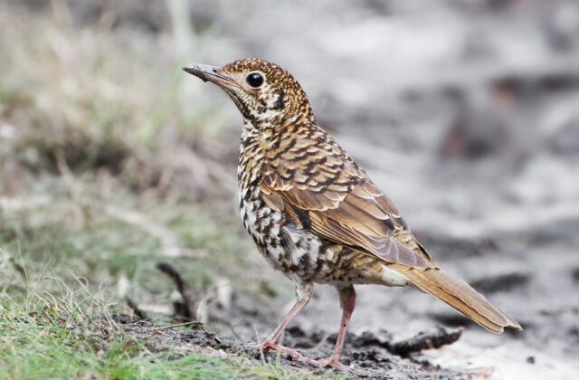 Bassian Thrush