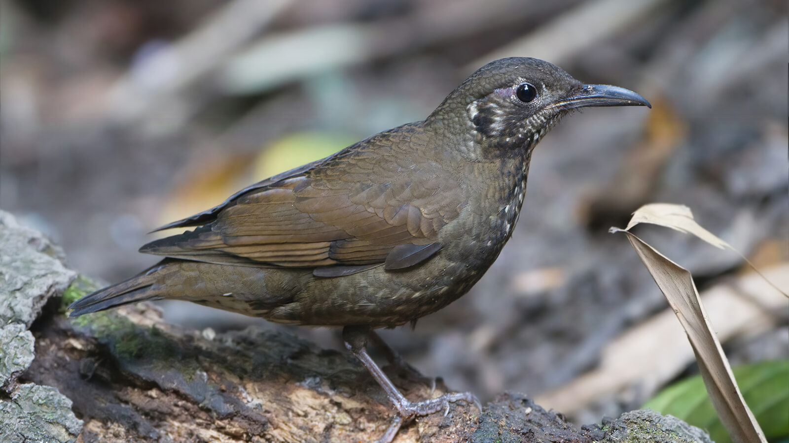 Dark-sided Thrush