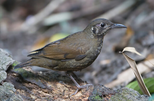 Dark-sided Thrush