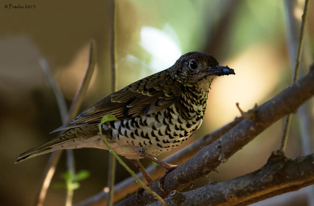 Nilgiri Thrush