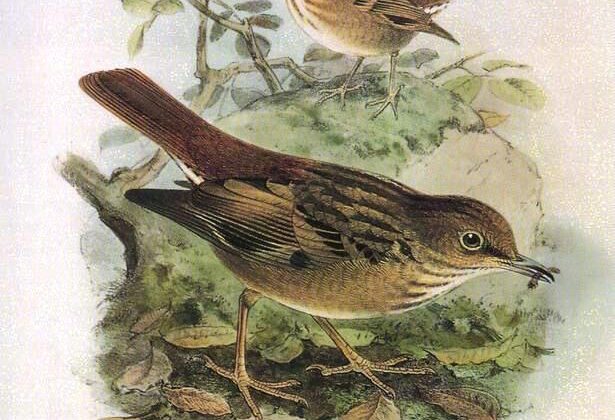 Bonin Thrush