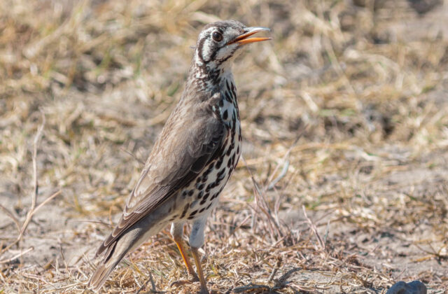 Groundscraper Thrush