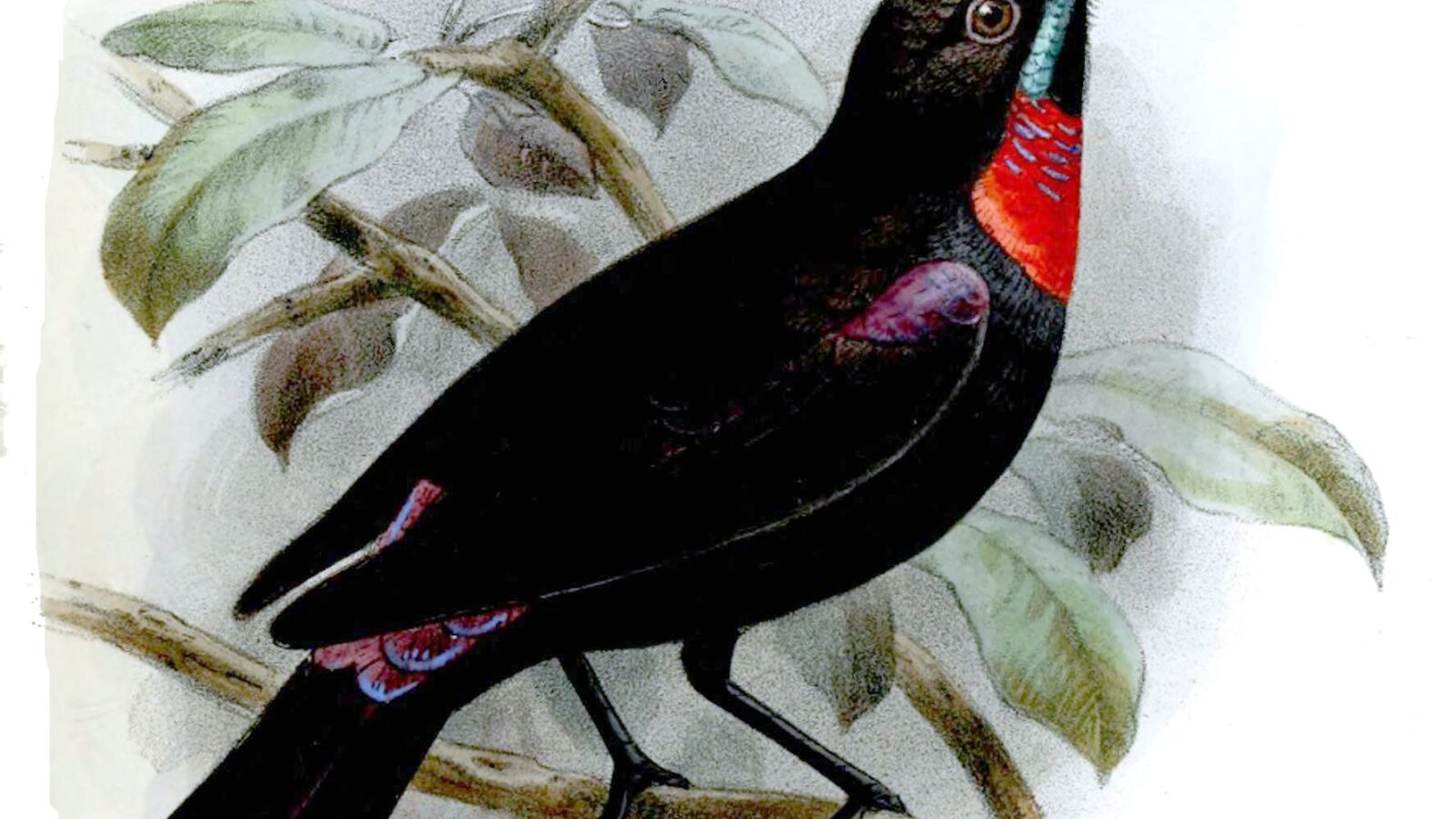 Hunter’s Sunbird