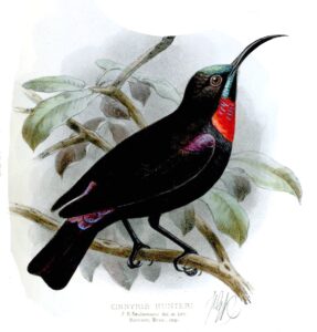 Hunter’s Sunbird