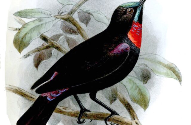 Hunter’s Sunbird