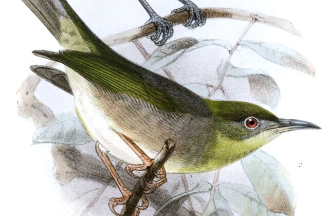 Small Lifou White-eye