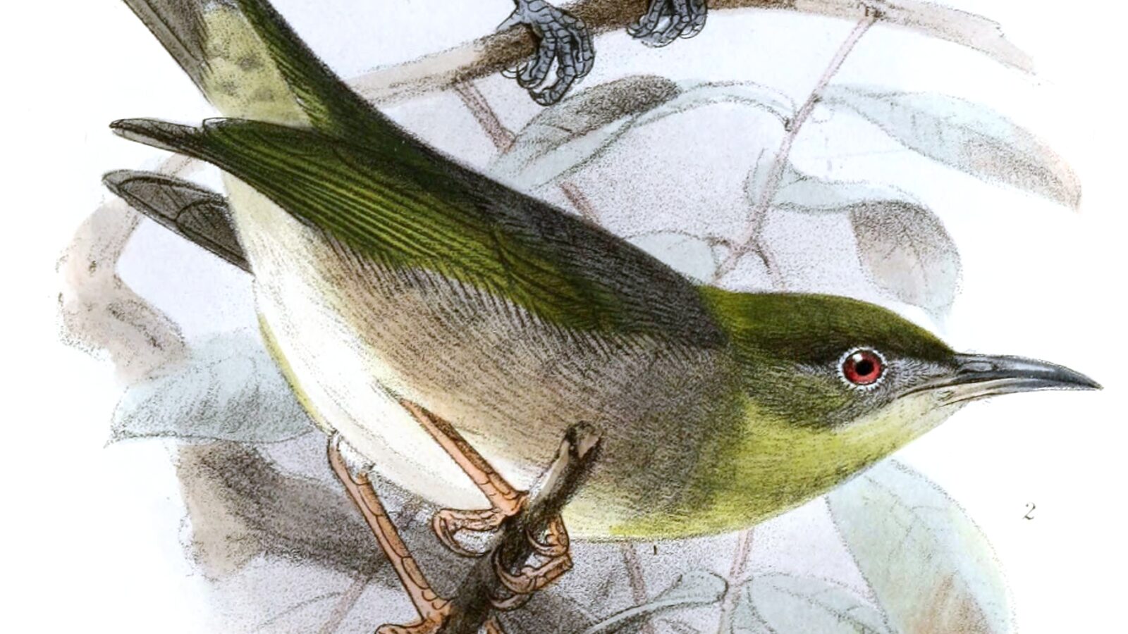 Large Lifou White-eye