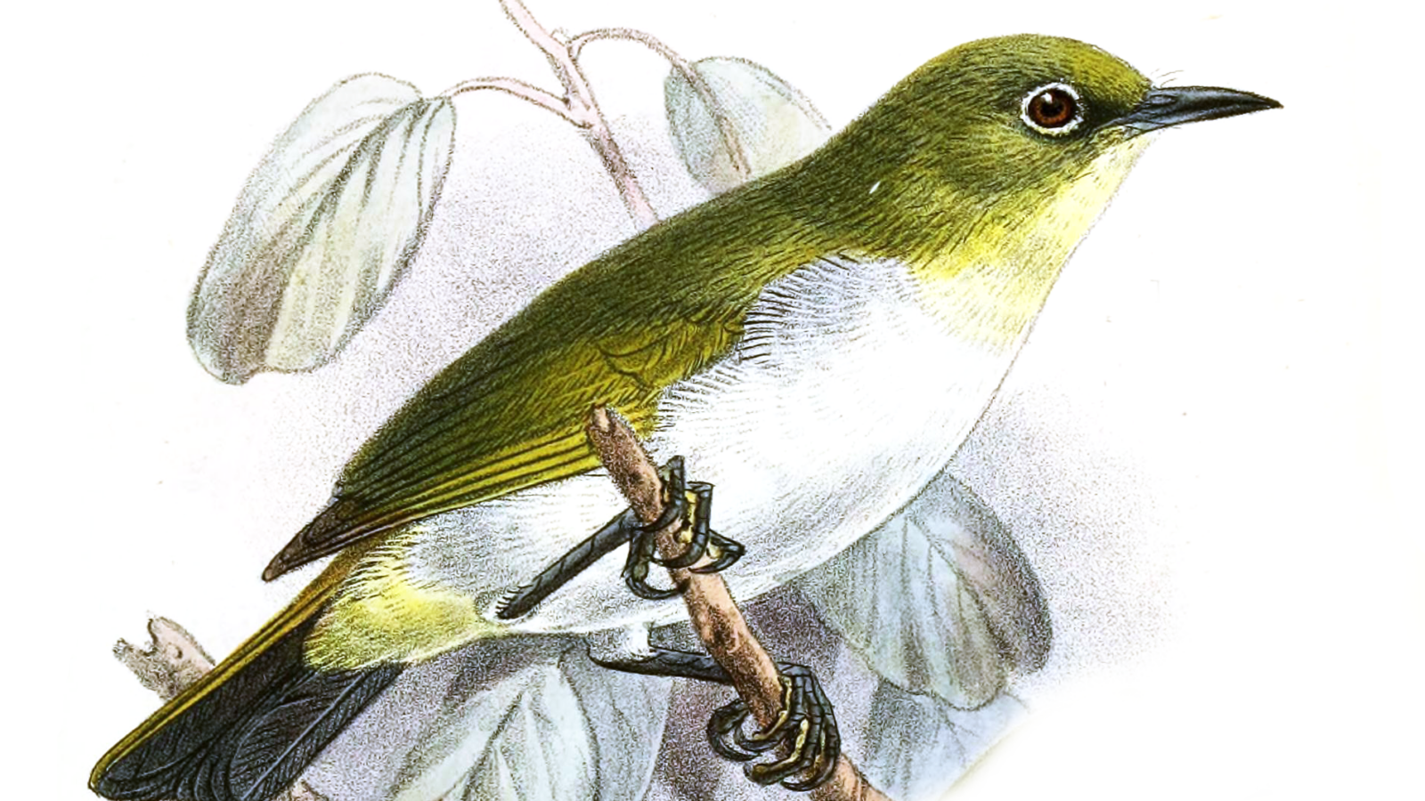 Yellow-throated White-eye