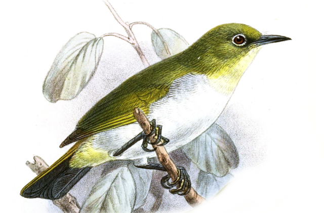 Yellow-throated White-eye