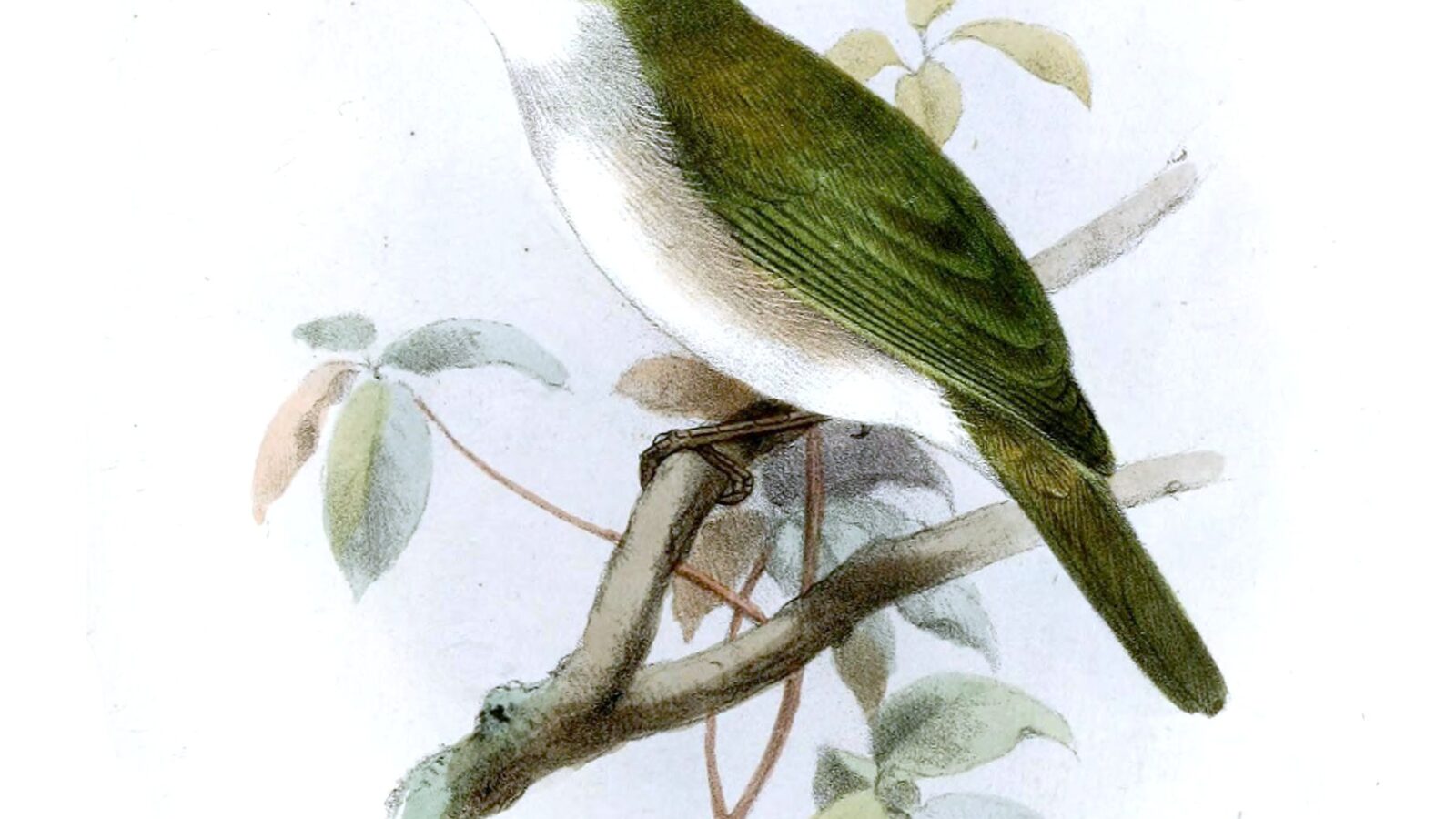 Christmas White-eye